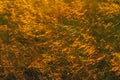 Backlit Prairie Grass