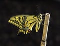 Backlit Profile of Newly Emerged Swallowtail Butterfly