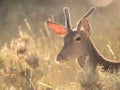 Backlit profile of a red deer Cervus elaphus (artistic picture)