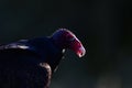 Backlit profile of turkey vulture buzzard