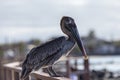 Backlit profile view of Galapagos brown pelican perched on railing with waterfront in soft focus background