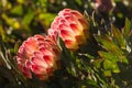 Backlit protea flowers Royalty Free Stock Photo