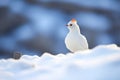 backlit ptarmigan silhouette in early morning snow