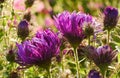 Backlit Purple Aster Flowers Closeup