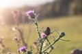 Backlit purple cotton thistle flower in the meadow
