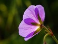 Backlit Purple Geranium Flower