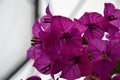 Backlit purple petals