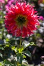 Backlit red aster flower