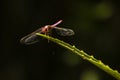 Backlit Red Dragonfly on Barbed Plant Leaf Royalty Free Stock Photo