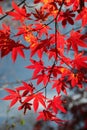 Backlit red Japanese maple leaves against blue sky Royalty Free Stock Photo