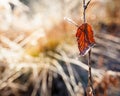 Backlit red leaf and frost close-up Royalty Free Stock Photo