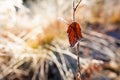 Backlit red leaf and frost close-up Royalty Free Stock Photo