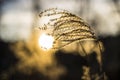 Backlit reed in sunset Royalty Free Stock Photo