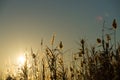 Backlit reeds Royalty Free Stock Photo