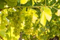 Backlit ripe Pinot Gris bunches of grapes hanging on vine in vineyard at harvest time Royalty Free Stock Photo
