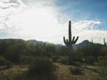 Backlit saguaro cactus and the ajo mnts in arizona