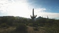 Backlit saguaro cactus and the ajo mnts in Arizona