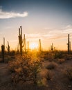 Backlit saguaros and cholla cactus at sunset in Arizona desert. Royalty Free Stock Photo