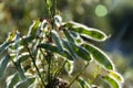 Backlit Scotch Broom Seed Pods Royalty Free Stock Photo