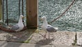 Backlit seagulls on the quay