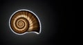 Backlit seashell with a glowing outline against a dark backdrop creates an alluring, sophisticated aesthetic, perfect for Royalty Free Stock Photo