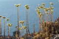 Backlit Sedum sediforme, Mediterranean stonecrop, Pale stonecrop , Malta, Mediterranean