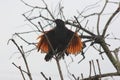 Backlit Shot Of Common Myna Bird On Tree