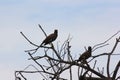 Backlit Shot Of Common Myna Bird On Tree