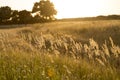 Backlit shot of a meadow at sunset