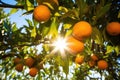 backlit shot of oranges hanging from the tree branch