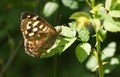 A backlit shot of a Speckled Wood Butterfly, Pararge aegeria, perching on a leaf in woodland in the UK. Royalty Free Stock Photo