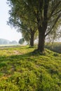 Backlit shot of three trees in the roadside Royalty Free Stock Photo