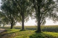 Backlit shot of three trees in the roudside Royalty Free Stock Photo