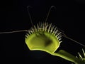 P1010011 backlit venus flytrap plant, Dionaea muscipula, showing captured prey inside cECP 2020 Royalty Free Stock Photo