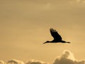 Backlit silhouette of a stork Ciconia ciconia flying at sunset Royalty Free Stock Photo