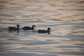 Backlit silhouette of three ducks swimming in a pond at sunset