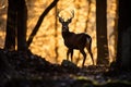 backlit silhouette of a wild deer