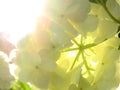 Backlit Snowball Bush White Flower Cluster