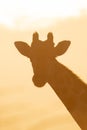 Close-up of backlit southern giraffe facing camera