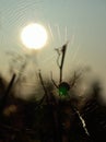 Backlit spider at sunrise Royalty Free Stock Photo
