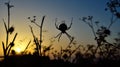 Backlit spider during sunrise Royalty Free Stock Photo