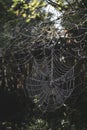 Backlit spider web closeup in a forest