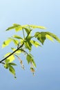 Backlit spring young green leaf