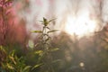 Backlit stinging nettle Urtica dioica