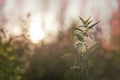 Backlit stinging nettle Urtica dioica