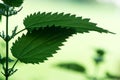 Backlit stinging nettle (Urtica dioica) leaves