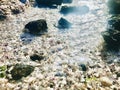 The stream is clean and clear with backlighting, can see underwater pebbles and shells. Royalty Free Stock Photo