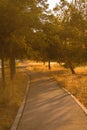 Backlit summer country road Royalty Free Stock Photo