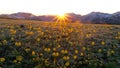 Backlit sun flowers in alpine meadows. Royalty Free Stock Photo