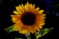 Backlit Sunflower 3 in elementary school garden